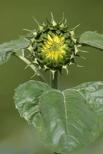 Sunflower - blossom about to open, Lower Saxony, Germany