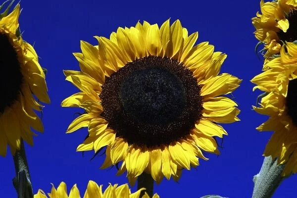 Sunflower - against blue sky