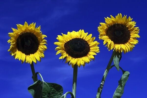 Sunflower- against blue sky, Hessen, Germany