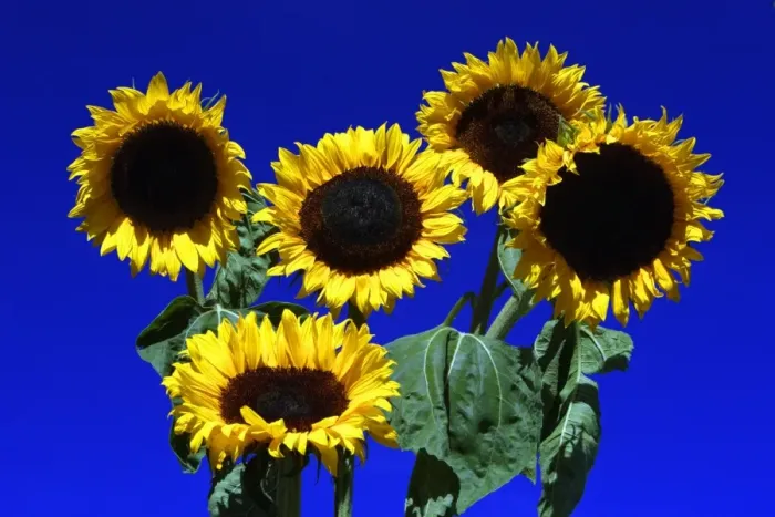 Framed Print : Sunflower- against blue sky, Hessen, Germany Framed Print : Sunflower- against blue sky, Hessen, Germany