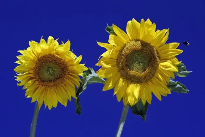Framed Print : Sunflower and Bumble Bee- against blue sky, Hessen, Germany Framed Print : Sunflower and Bumble Bee- against blue sky, Hessen, Germany