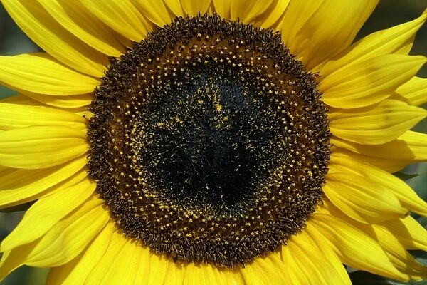 Sunflower- a close detailed study, Hessen, Germany