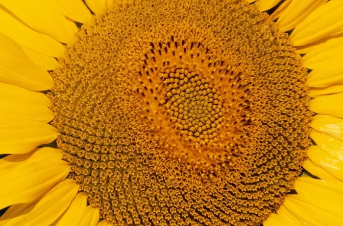 Framed Print : Sunflower - Close-up Framed Print : Sunflower - Close-up