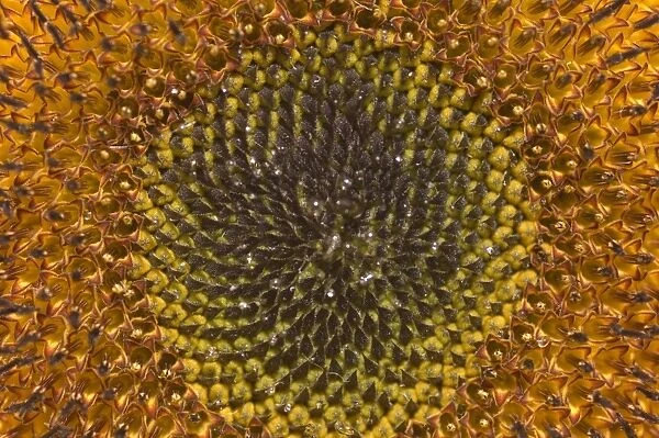 Sunflower Close-up flower, seed