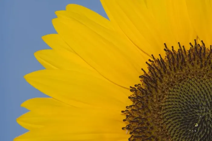 Framed Print : Sunflower Close-up of the yellow flower Framed Print : Sunflower Close-up of the yellow flower