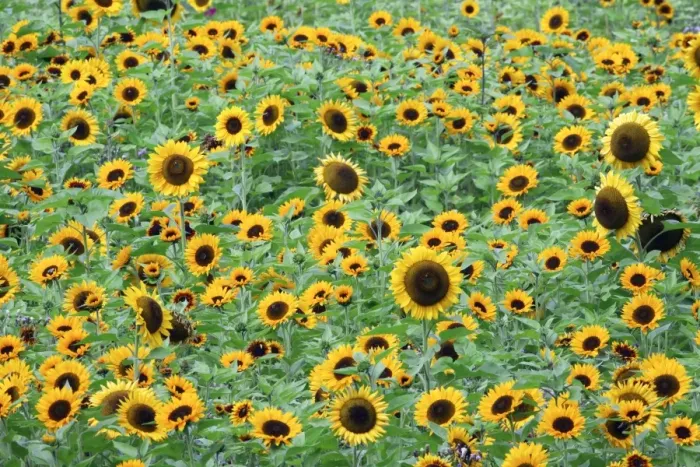Framed Print : Sunflower - crop in field, Lower Saxony, Germany Framed Print : Sunflower - crop in field, Lower Saxony, Germany