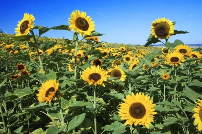 Framed Print : Sunflower - crop in field, Lower Saxony, Germany Framed Print : Sunflower - crop in field, Lower Saxony, Germany