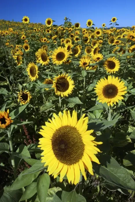Framed Print : Sunflower - crop in field, Lower Saxony, Germany Framed Print : Sunflower - crop in field, Lower Saxony, Germany