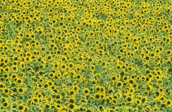 Sunflower - Cultivations in the 'Campina Cordobesa', the fertile rural area south of the town of Cordoba; in June. Province of Cordoba, Andalucia, Spain