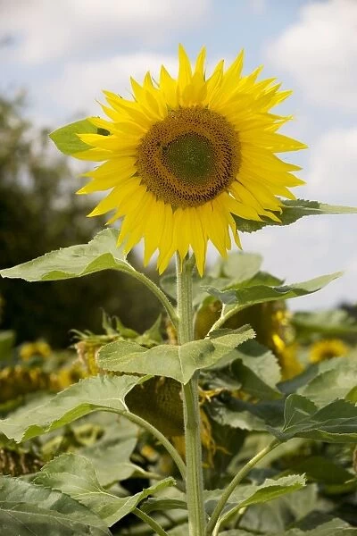 Sunflower (Helianthus annuus) as crop in Central France