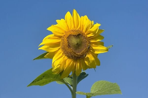 Sunflower - two honey bees gather nectar on a single sunflower, against blue summer sky - Baden-Wuerttemberg, Germany