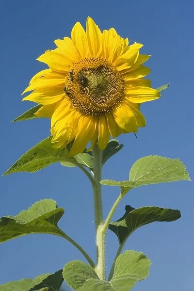 Sunflower - a few honey bees gather nectar on a single sunflower, against blue summer sky - Baden-Wuerttemberg, Germany