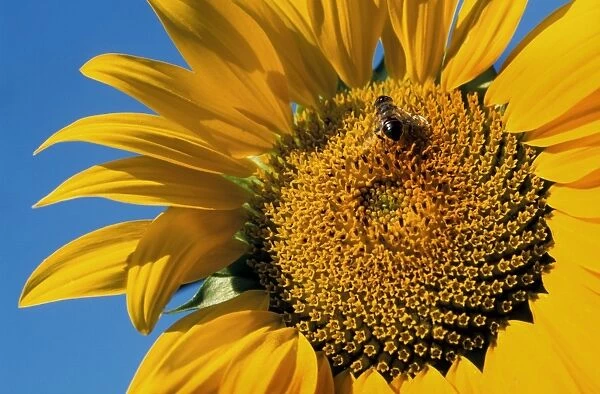 Sunflower with insect- France