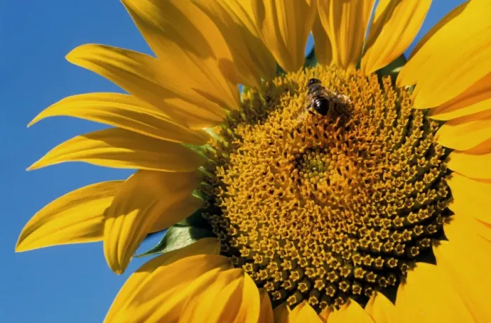 Framed Print : Sunflower with insect- France Framed Print : Sunflower with insect- France