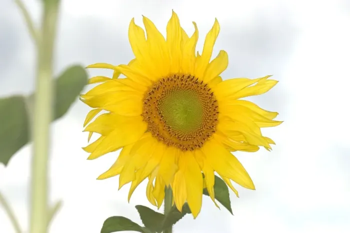 Framed Print : Sunflower Norfolk UK Framed Print : Sunflower Norfolk UK