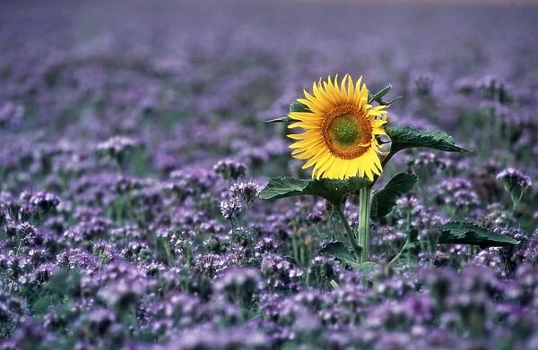 SUNFLOWER - In purple flowerfield