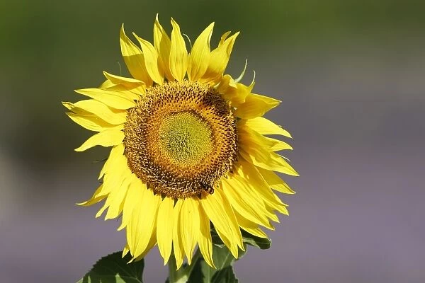 Sunflower Sault, Vaucluse, France