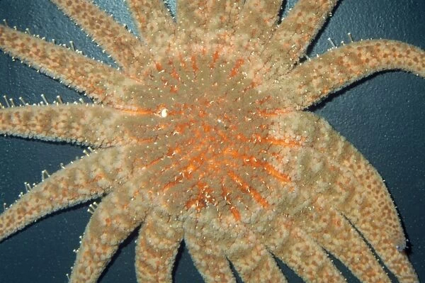 Sunflower Star  /  Starfish - 1 meter diameter, largest & heaviest of Pacific Coast Sea Stars Alaska to Baja California, Mexico