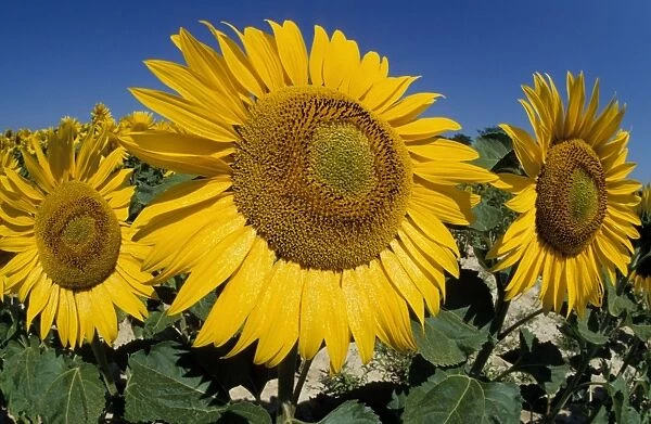 Sunflowers field France