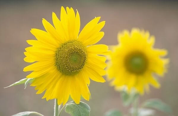 Sunflowers Norfolk UK