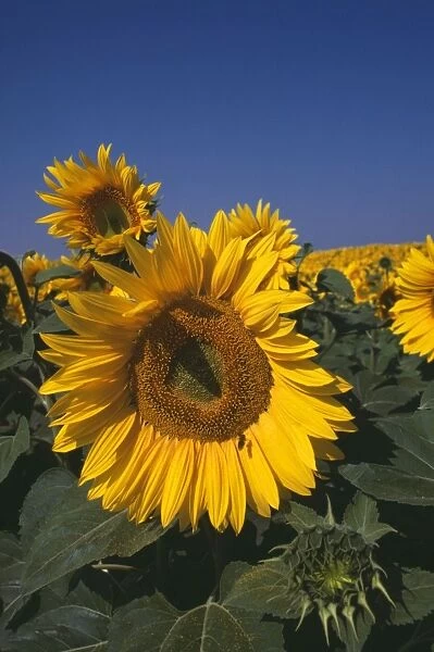 Sunflowers SG1 7400 France © ARDEA LONDON
