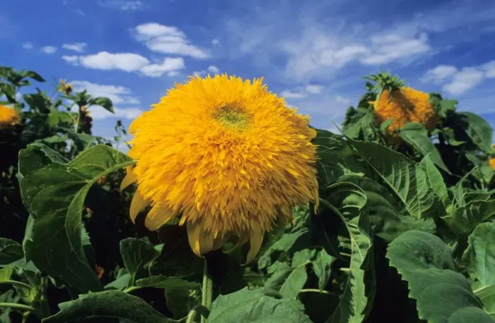 Framed Print : Sunking Sunflower Framed Print : Sunking Sunflower