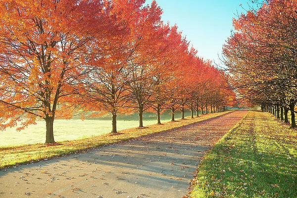 Sunlight row of maple trees in Michigan Date: 04-11-2016