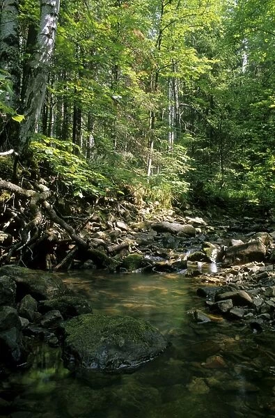 Sunlight on small stream in a forest, typical mixed forest scene in river Serga basin; summer; Middle Ural Mountains region, Russia Ur31. 0111