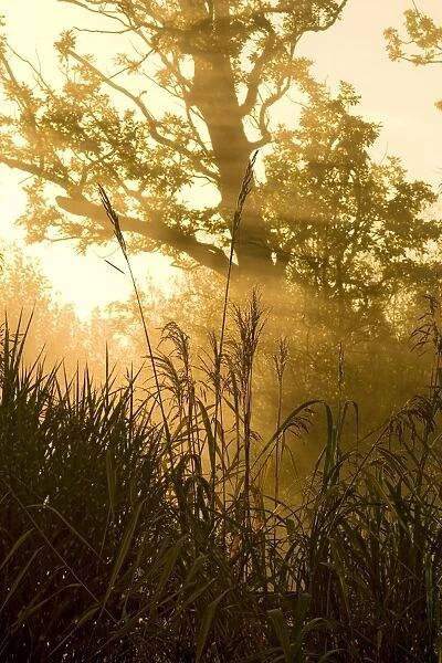 Sunrise - dawn lights up through mist behind reed grasses Autumn. Oxfordshire, UK