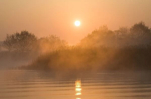 Sunrise Over misty reedbeds and broad Hickling Broad Norfolk UK