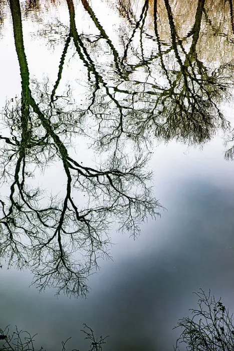 Framed Print : Sunrise Springs, Santa Fe, New Mexico, USA. Tree and water reflection Date: 21-01-2020 Framed Print : Sunrise Springs, Santa Fe, New Mexico, USA. Tree and water reflection Date: 21-01-2020