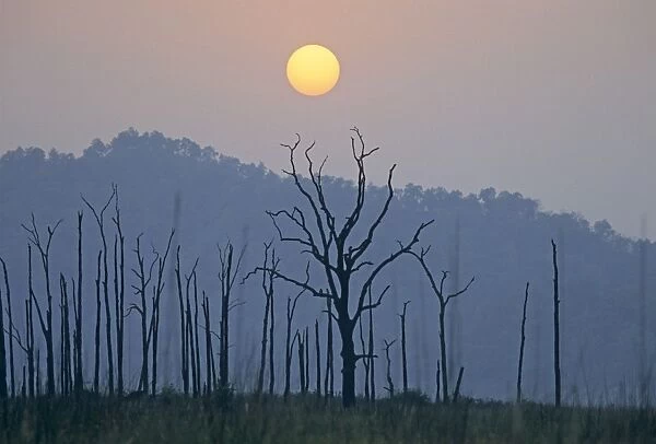 Sunset above bare trees, Corbett National Park, India