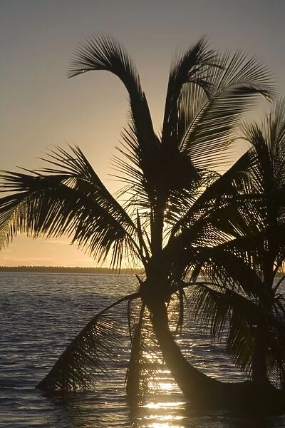Sunset on Home Island near Oceania House. Cocos (Keeling) Islands, Indian Ocean. Coconut Palm
