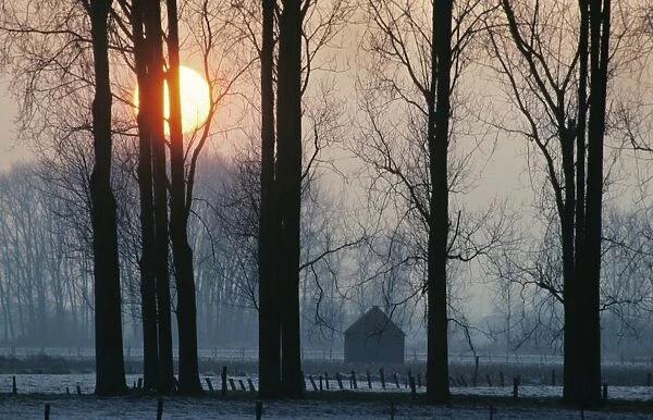 Sunset with poplars - countryside - winter