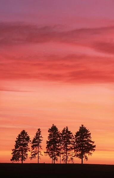 Sunset with spruce-firs on horizon France