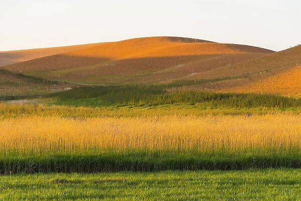 Sunset view of wheat field, Palouse, Washington State, USA Date: 12-08-2019