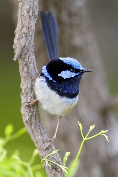 Superb Fairy Wren - colourful adult male sits on a tree branch looking about - Wilson's Promontory National Park, Victoria, Australia
