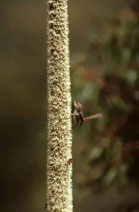 Framed Print : Superb Fairy-Wren - Female attracted to Grass tree in flower, Fraser Island, Queensland, Australia, south eastern Australia JPF19896 Framed Print : Superb Fairy-Wren - Female attracted to Grass tree in flower, Fraser Island, Queensland, Australia, south eastern Australia JPF19896