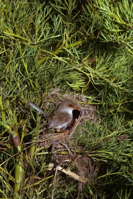 Framed Print : Superb Fairy Wren - Female at nest, New South Wales, South eastern Australia JPF07907 Framed Print : Superb Fairy Wren - Female at nest, New South Wales, South eastern Australia JPF07907