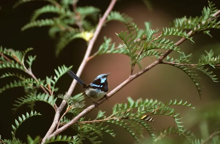 Framed Print : Superb Fairy-Wren - male in breeding plumage - New South Wales - Australia - South Eastern Australia JPF27082v Framed Print : Superb Fairy-Wren - male in breeding plumage - New South Wales - Australia - South Eastern Australia JPF27082v