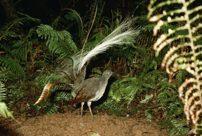Framed Print : Superb Lyrebird HB 2942 Male with elevated tail, Australia. Menura novaehollandiae © Hans & Judy Beste / ardea. com Framed Print : Superb Lyrebird HB 2942 Male with elevated tail, Australia. Menura novaehollandiae © Hans & Judy Beste / ardea. com