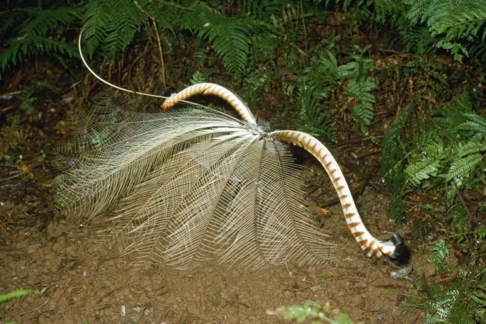 Framed Print : Superb Lyrebird - male in full display Framed Print : Superb Lyrebird - male in full display