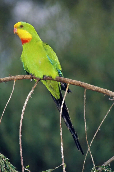 Superb Parrot - male. Threatened species of Riverine & Flood Plain country in South East & Central New South Wales