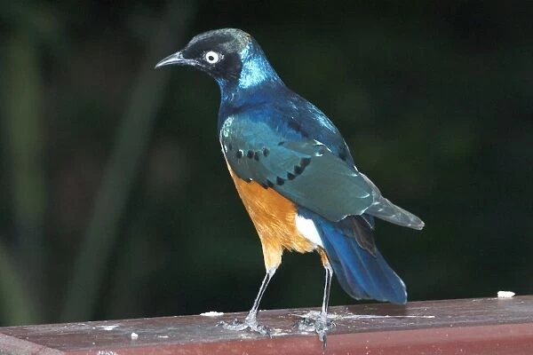 Superb Starling - A northeast African species inhabiting woodland, thornbushes, acacia, cultivated areas and towns. Sometimes around herds of animals. Gregarious