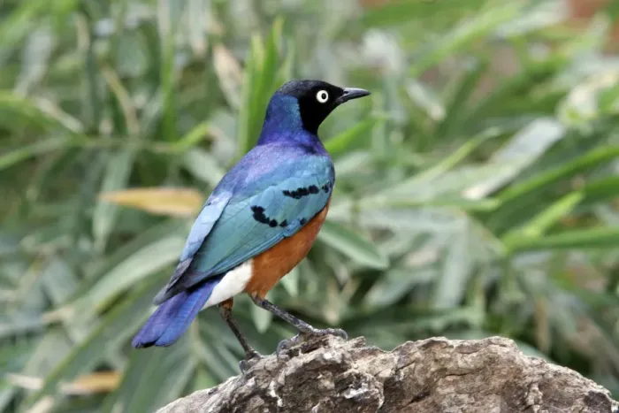 Framed Print : Superb Starling. Samburu National Park - Kenya - Africa Framed Print : Superb Starling. Samburu National Park - Kenya - Africa