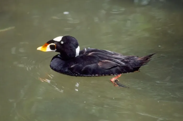 Framed Print : Surf Scoter Duck - male Framed Print : Surf Scoter Duck - male