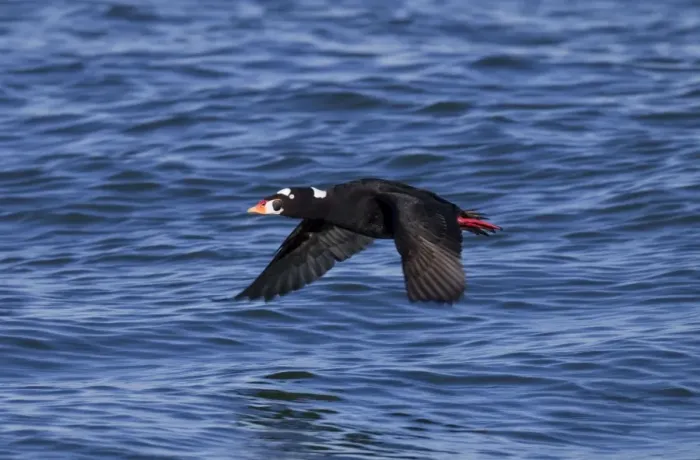 Framed Print : Surf Scoter - in flight over water in winter - February - Barnegat Light - NJ - USA Framed Print : Surf Scoter - in flight over water in winter - February - Barnegat Light - NJ - USA