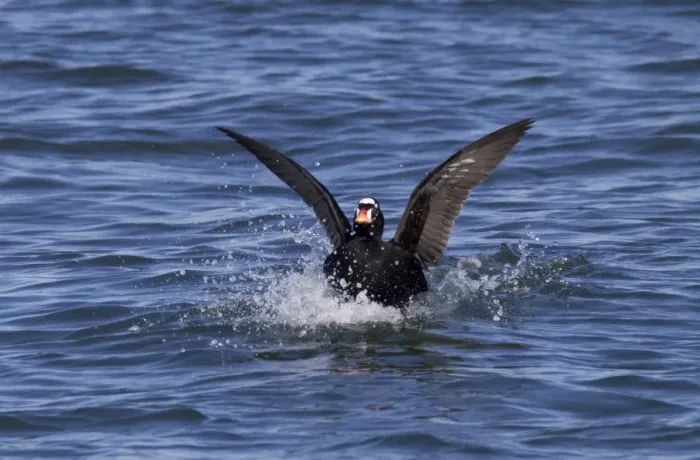 Framed Print : Surf Scoter - male on water in winter - February - Barnegat Light - NJ - USA Framed Print : Surf Scoter - male on water in winter - February - Barnegat Light - NJ - USA