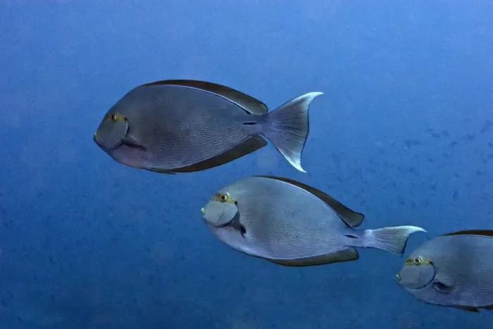 Framed Print : Surgeonfish - Indonesia Framed Print : Surgeonfish - Indonesia