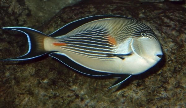 Surgeonfish- reefs along coasts of Western Indian Ocean, Red Sea to Persian Gulf